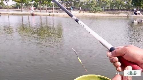 钓鱼漂浮视频,钓鱼漂浮视频带你领略垂钓乐趣