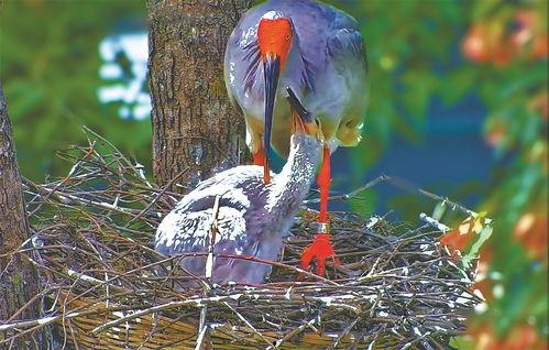 朱鹮的视频,自然界的优雅舞者