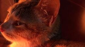 关于土猫视频,揭秘网络短视频中的田园猫风采